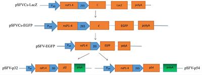 Expression and Immunogenicity of Recombinant African Swine Fever Virus Proteins Using the Semliki Forest Virus